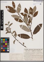 Foto von Salix discolor Muhl. x Salix humilis Marshall